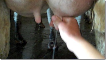 Milking by Hand