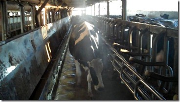 Cow walking in the barn
